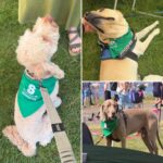 SHSBC Dog Supports